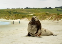 Lachtan novozelandsky - Phocarctos hookeri - New Zealand sea lion - whakahao 0206